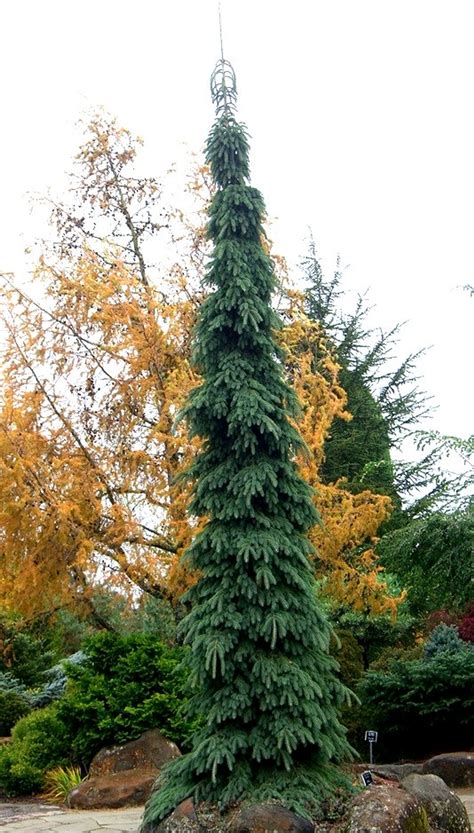 weeping norway spruce height